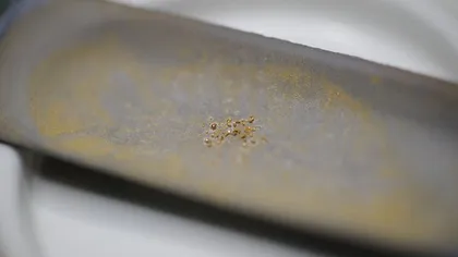 Alchimie în secolul 21: Micuţa bacterie care transformă o substanţă toxică în aur de 24 de carate