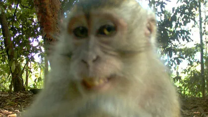 Top modelele din Borneo: Animalele din junglă pozează în ipostaze nostime FOTO