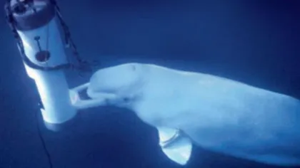 Balena care a învăţat să vorbească: Animalul a încercat să ia legătura cu oamenii VIDEO