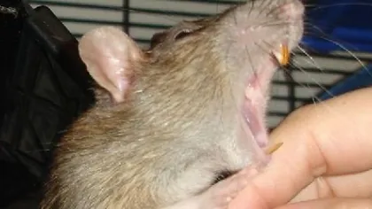 Şobolanii antrenaţi să miroasă eşantioane de salivă umană pot depista tuberculoza