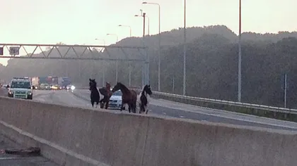 Caii nărăvaşi au blocat o autostradă din Marea Britanie VIDEO