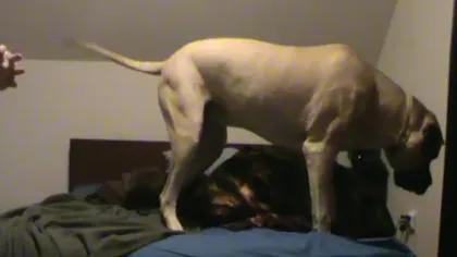Un câine gigantic nu vrea să coboare din pat VIDEO