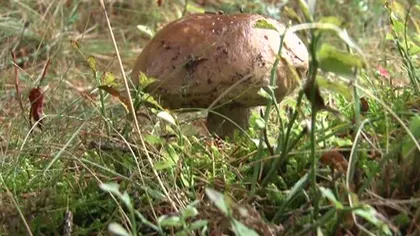 Au dat iama-n ciuperci. Clujenii bat pădurile pentru singura lor sursă de venit VIDEO