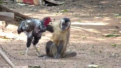 RAR VEZI AŞA CEVA: Meci strâns între o maimuţă şi un cocoş VIDEO