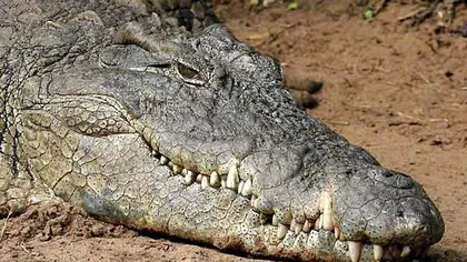 Captură URIAŞĂ. Cel mai mare crocodil din lume a fost ucis în Africa FOTO