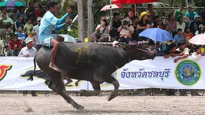 Au început faimoasele curse cu bivoli în Thailanda VIDEO