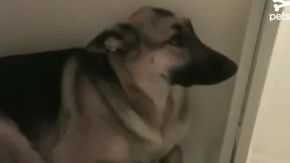 Privirea vinovată a unui câine care a făcut prostii în casă FOTO