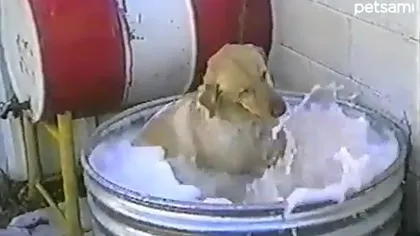 Şi câinii adoră baia cu spumă VIDEO