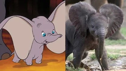 Cum arată animalele din desenele animate Disney în realitate FOTO
