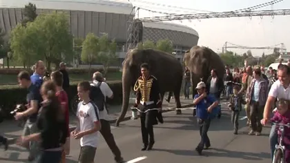 Doi elefanţi au făcut spectacol pe străzile din Cluj Napoca VIDEO