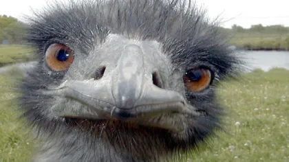 Haos pe o şosea din Florida, din cauza unui emu evadat VIDEO