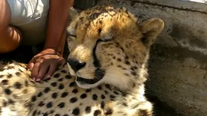 Cel mai simpatic ghepard: Toarce ca o pisicuţă în timp ce este mângâiat VIDEO