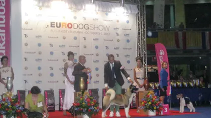 Euro Dog Show 2012: Cei mai frumoşi câini din România, în prima zi de concurs FOTO