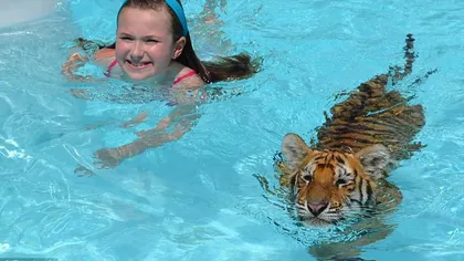 Înotul cu un pui de tigru, noua atracţie la o grădină zoologică din SUA FOTO&VIDEO