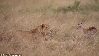 O leoaică a adoptat un pui de antilopă, după ce i-a servit mama la cină GALERIE FOTO