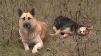 Gestul emoţionant al unui câine: Nu vrea să îşi părăsească partenera ucisă de o maşină VIDEO