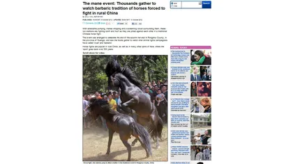 CRUZIME fără margini. Luptele de cai, un ritual BARBAR care îi încântă pe chinezi VIDEO