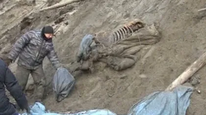 Un copil a descoperit un mamut extrem de bine conservat, în Rusia VIDEO