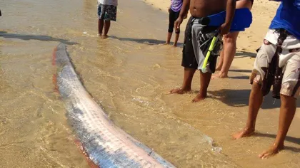 Un monstru marin viu, descoperit pe o plajă din Mexic VIDEO