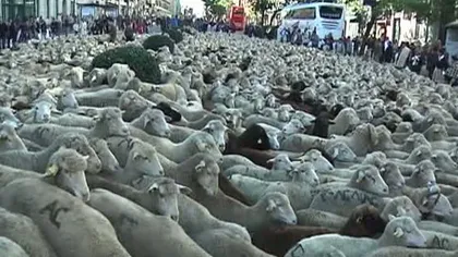 Mii de oi au invadat Madridul VIDEO
