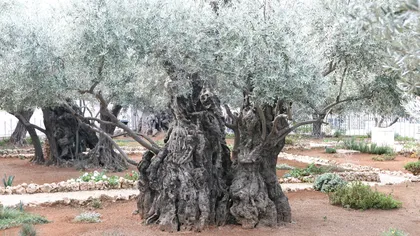 Măslinii din Grădina Ghetsimani, printre cei mai vechi copaci din lume