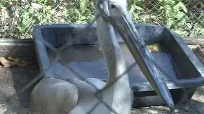 Un pelican din Delta Dunării, rătăcit prin Vrancea, a fost salvat de Pupăză VIDEO