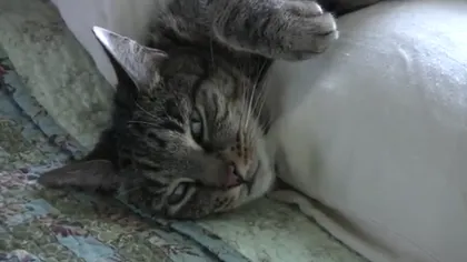Arta relaxării: O pisică ne învaţă cum să fim zen VIDEO