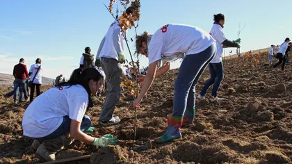 Marea replantare: Elevii vor planta 200 de copaci lângă Topoloveni