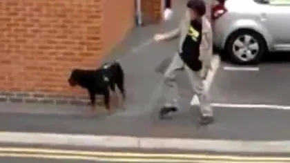 Face senzaţie pe net: Un Rottweiler îi arată stăpânului prea beat drumul spre casă VIDEO