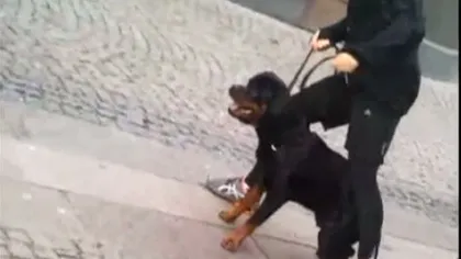 Un câine Rottweiler a provocat groază în Goteborg, muşcând din senin un copil VIDEO