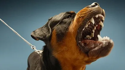 Un câine agresiv a atacat o patrulă a Poliţiei călare VIDEO
