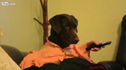 Clipul zilei: Cum trăieşte un câine în chip de om VIDEO