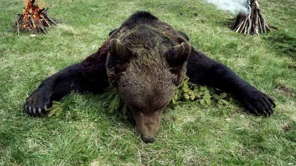 Doi bărbaţi care au prins un urs într-un laţ şi l-au ucis cu topoarele, reţinuţi pentru braconaj