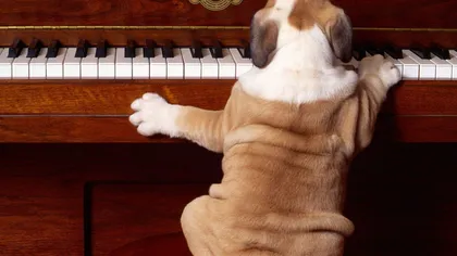 Cum să îţi calmezi câinele: Animalele de companie adoră muzica clasică