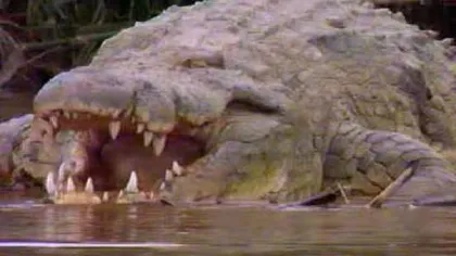 Povestea lui Gustave, crocodilul care a mâncat 300 de oameni şi încă mai este în libertate VIDEO