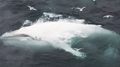 Adevărata Moby Dick: O balenă albă cu cocoaşă, extrem de rară, văzută în apele norvegiene VIDEO