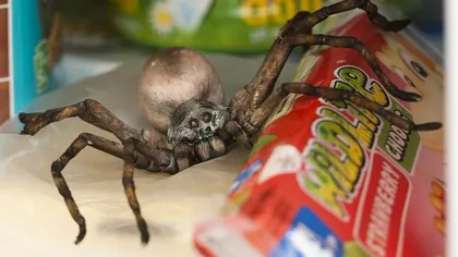 O tarantulă delicioasă: Păianjenul care este, de fapt, o prăjitură FOTO