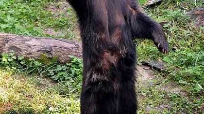 Un urs politicos: Face semne cu lăbuţa pentru a atrage atenţia FOTO