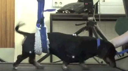 Speranţă în lumea medicinei: Mai mulţi câini paralizaţi pot să meargă, după un tratament nou VIDEO