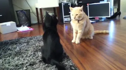 Bătaie eşuată între pisici: Două mâţe caraghioase VIDEO