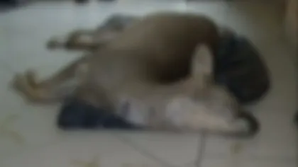 Căprioare ucise cu câini speciali antrenaţi. Doi tineri riscă ani grei de închisoare