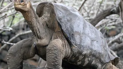 O specie de broască ţestoasă, considerată dispărută, a reapărut în Ecuador