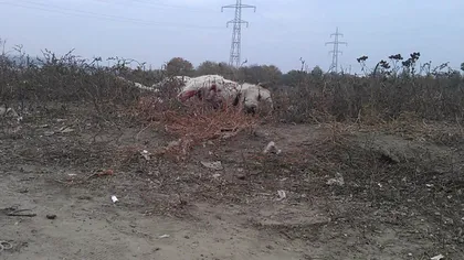 Masacru la padocul din Paşcani. Câinii maidanezi nu sunt hrăniţi şi se mănâncă între ei VIDEO