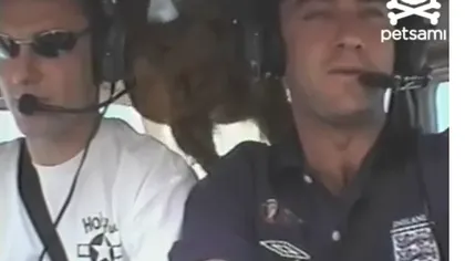 Câinele care sfidează gravitaţia: Cum pluteşte un căţel într-un avion VIDEO