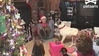 Câinele care adoră să mănânce cadourile altora de Crăciun VIDEO