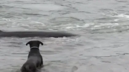 Întâlnire neobişnuită. Ce se întâmplă când un câine înfruntă o balenă ucigaşă