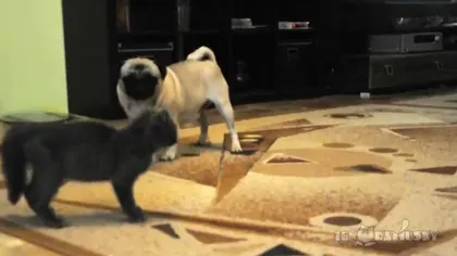 Un câine, şocat de o pisică: Ce a făcut micuţa felină de a rămas uimit VIDEO