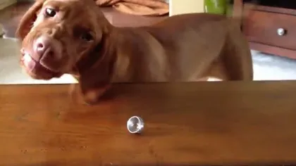 Câinele care nu suportă verighetele: Cum reacţionează animalul când vede un inel VIDEO