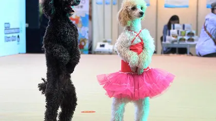 Dansez pentru tine, varianta canină. Doi pudeli s-au dat în spectacol, în China VIDEO