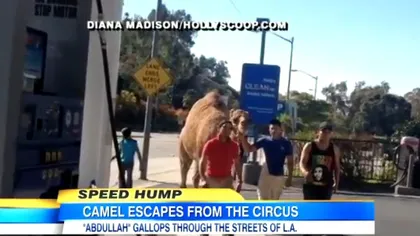 O cămilă scăpată de la circ a blocat traficul în Los Angeles